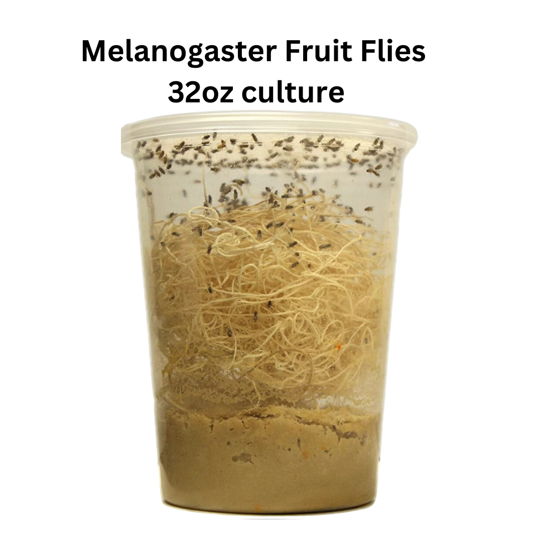 Melanogaster Culture Not Producing?