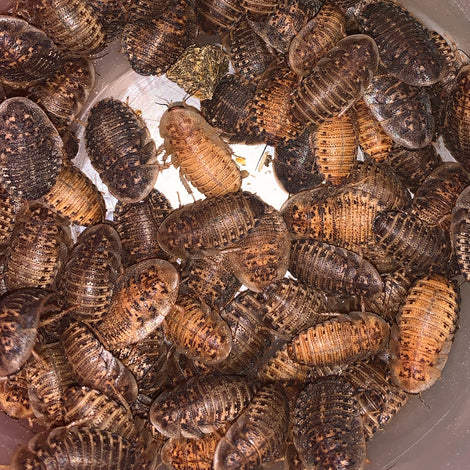 Dubia Roaches