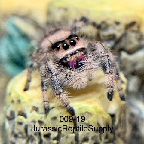  Jumping Spider Birthday Party Supplies and Favors Happiness But  You Can Buy Jumping Spiders Throw Pillow, 18x18, Multicolor : Home & Kitchen