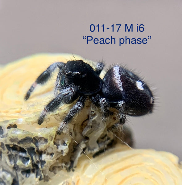 “Peach Phase” Regal M i6 (011-17)