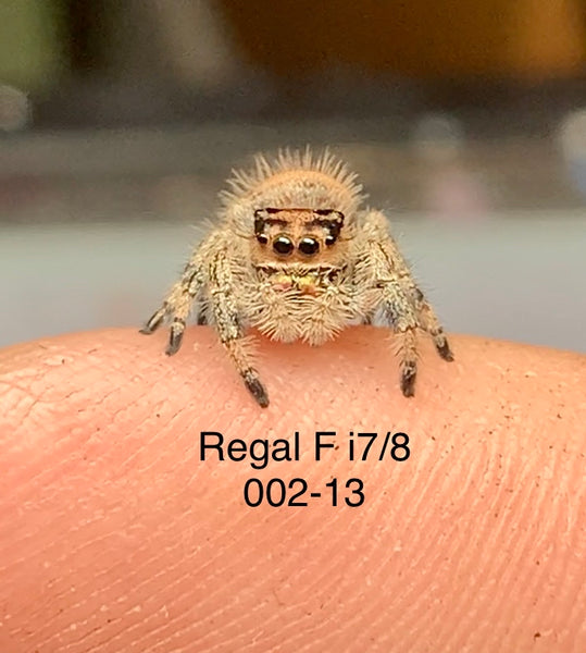 002-13 Regal (Female) i7/8