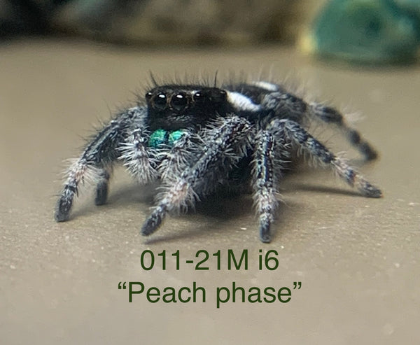 “Peach Phase” Regal M i6 (011-21)