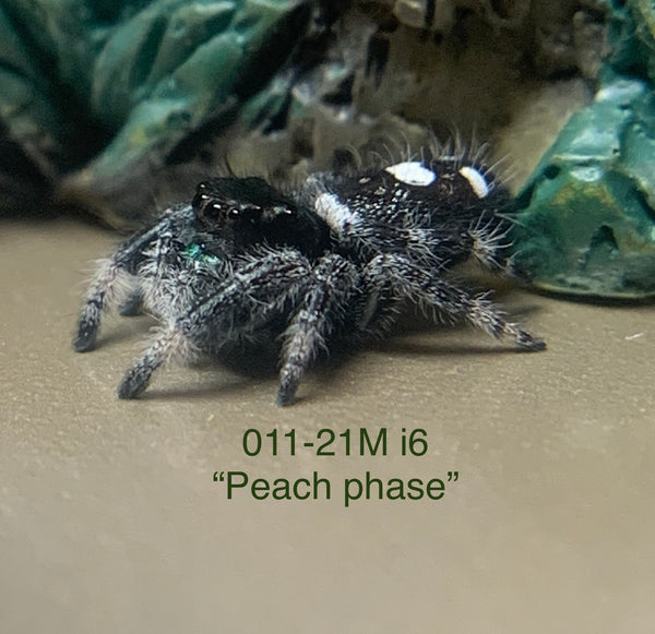 “Peach Phase” Regal M i6 (011-21)
