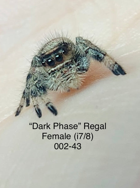 002-43 Regal (Female) i7/8