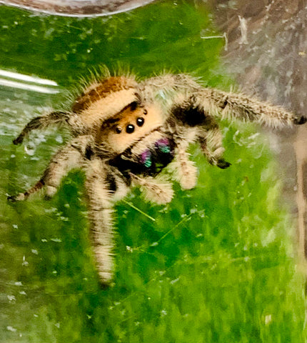 Jumping Spider 11.5 (6556)