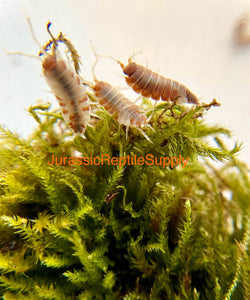 P. pruinosus “Orange Cream” Isopod Culture