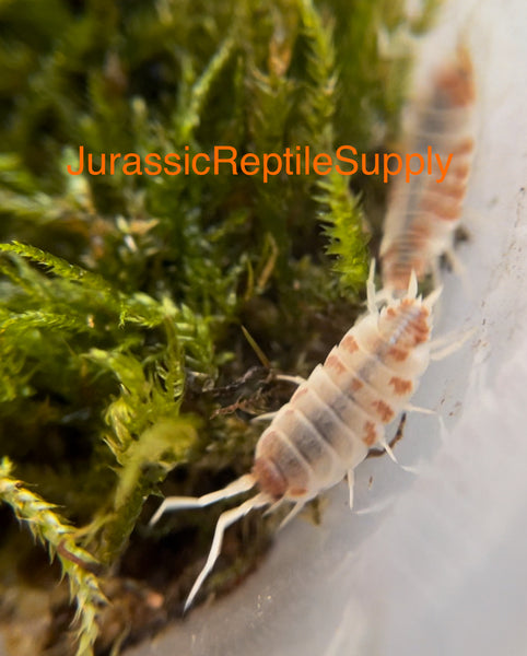 P. pruinosus “Orange Cream” Isopod Culture