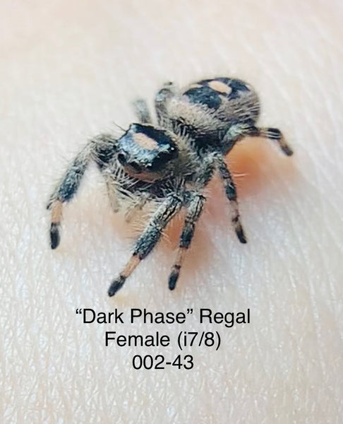 002-43 Regal (Female) i7/8
