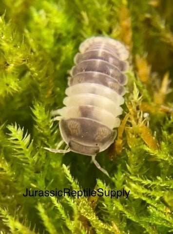 Cubaris sp. “Panda King” Isopods