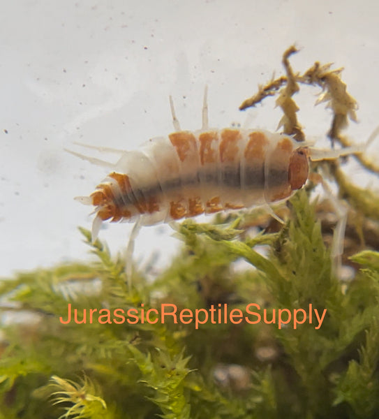 P. pruinosus “Orange Cream” Isopod Culture