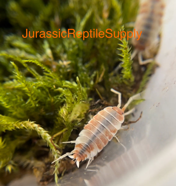 P. pruinosus “Orange Cream” Isopod Culture