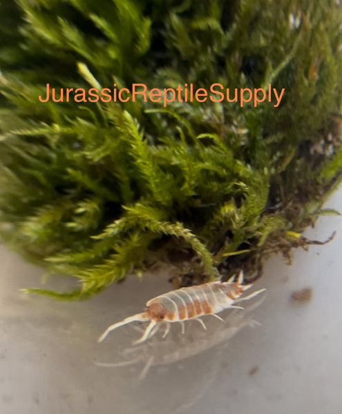 P. pruinosus “Orange Cream” Isopod Culture