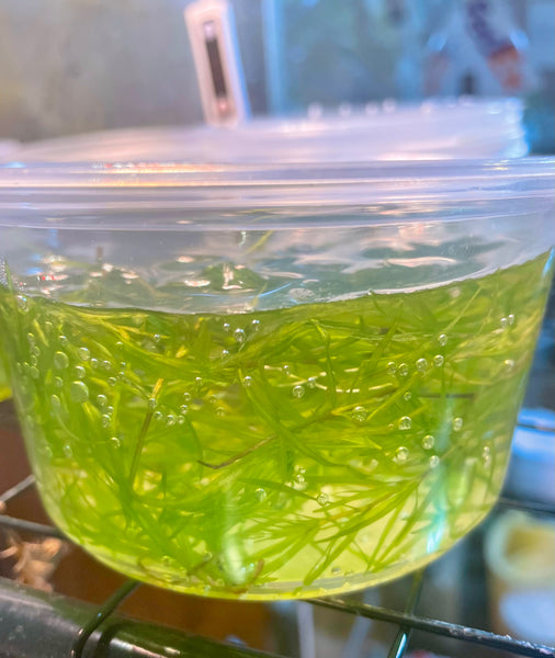 Guppy Grass - 8oz