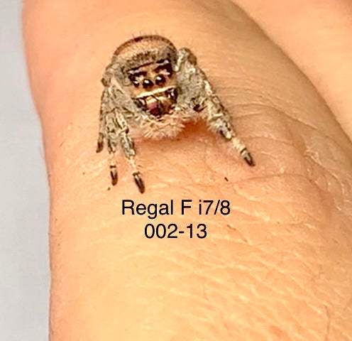 002-13 Regal (Female) i7/8