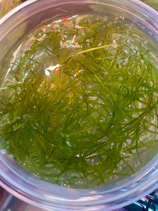 Guppy Grass - 8oz