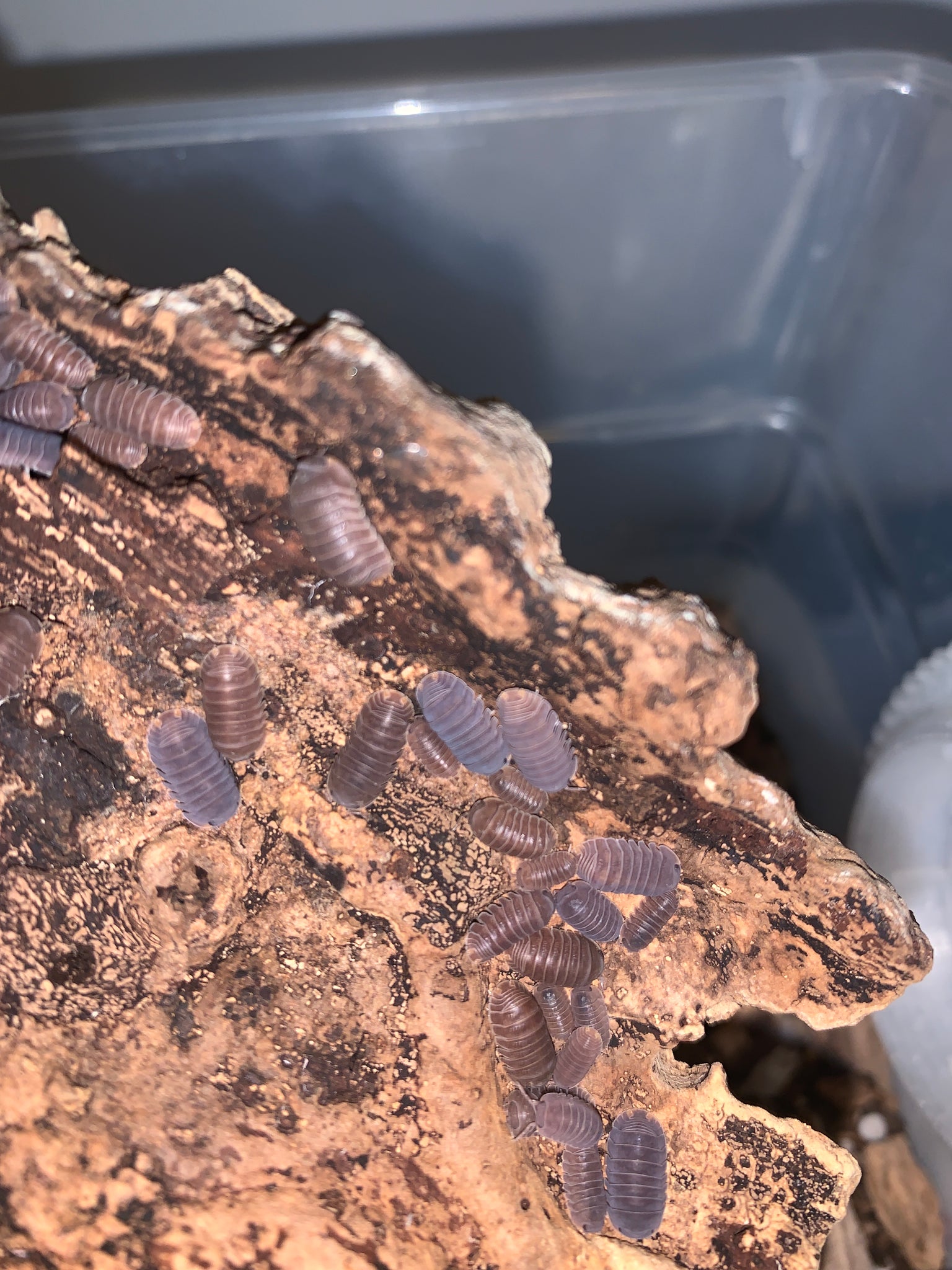 Cubaris sp. “Borneo”  Isopods