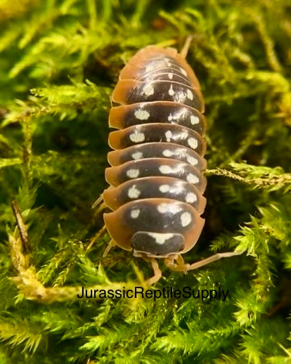 A. klugii “Montenegro Clown” Isopod Culture