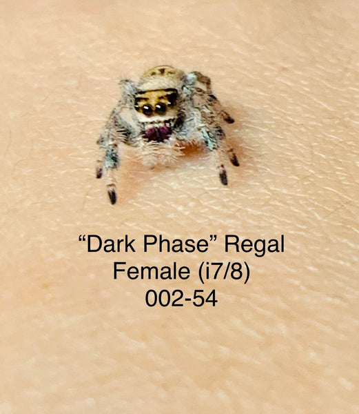 002-54 “Dark Phase” Regal