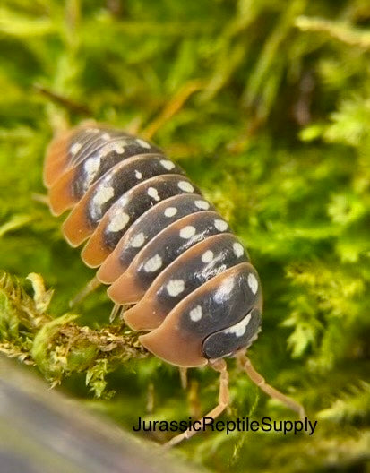 A. klugii “Montenegro Clown” Isopod Culture