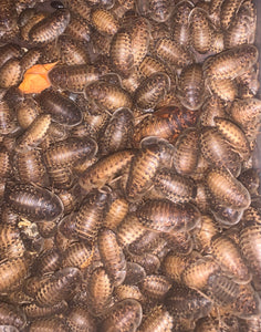 Large Dubia Roaches - 3/4" to 1"