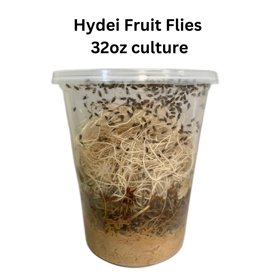 Hydei Fruit Fly Culture