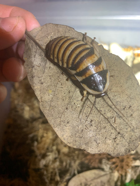 Halloween Hissing Roaches (Elliptithorhina javanica)