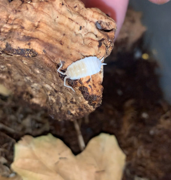 P. scaber “White” Isopod Culture