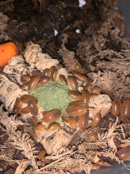 Porcelio laevis “Orange” Isopod Culture