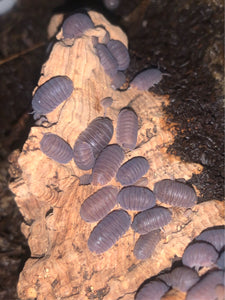 C. murina “Little Sea” Isopods