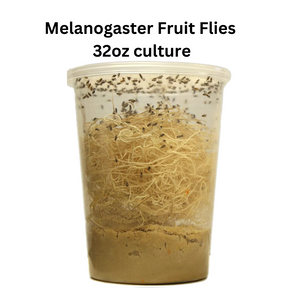 Melanogaster Fruit Fly Culture