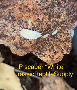 P. scaber “White” Isopod Culture