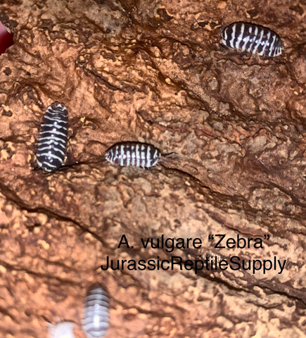 A. maculatum “Zebra” Isopods