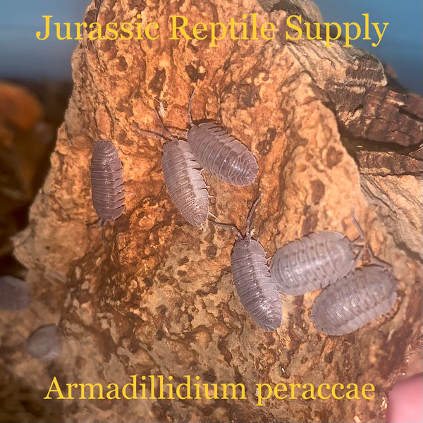 A. peraccae Isopods