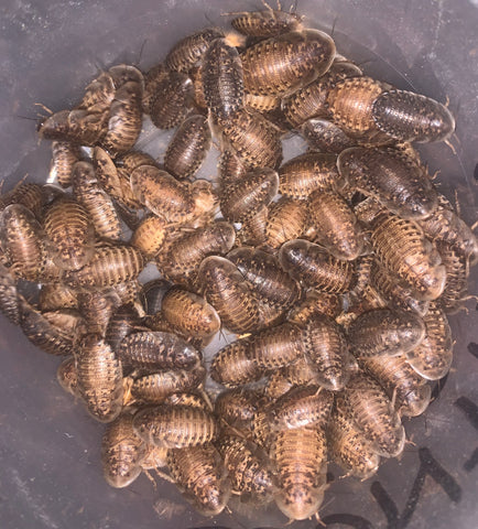 Medium Dubia Roaches - 1/4-1/2"