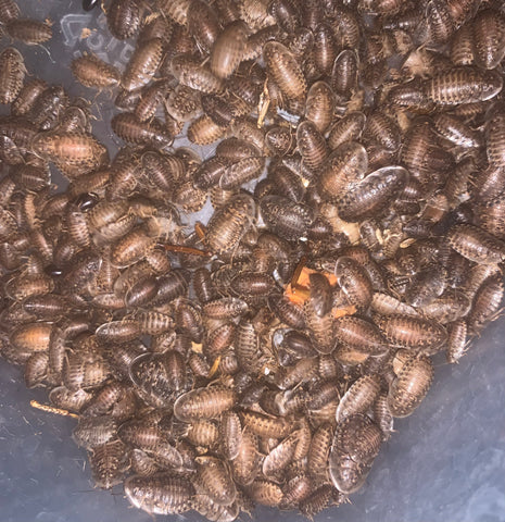 Small Dubia Roaches - 1/4"