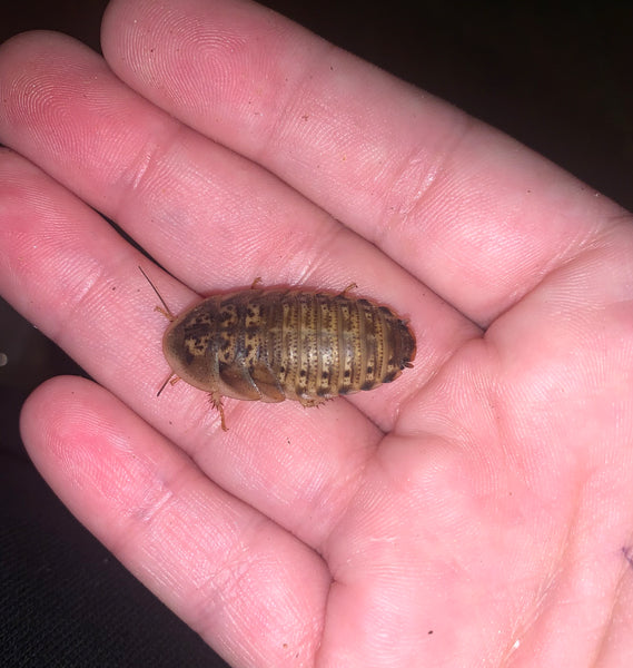 Medium Dubia Roaches - 1/4-1/2"