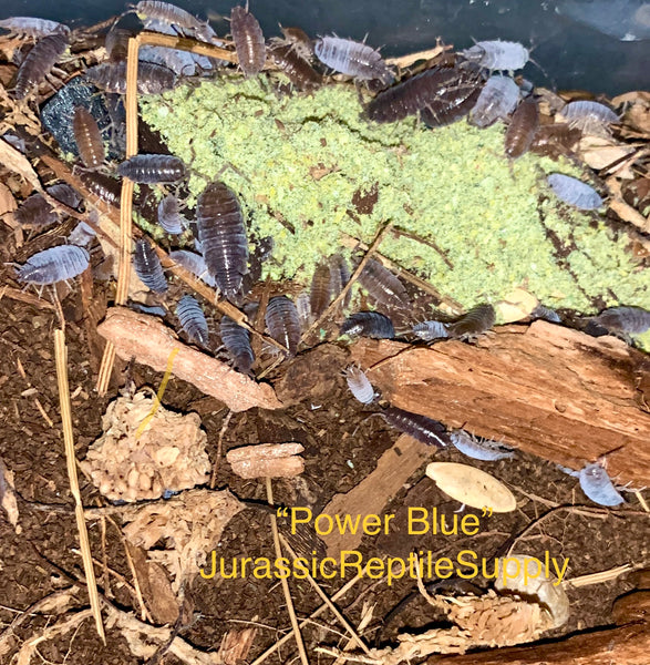 P. pruinosus “Powder Blue” Isopod Culture
