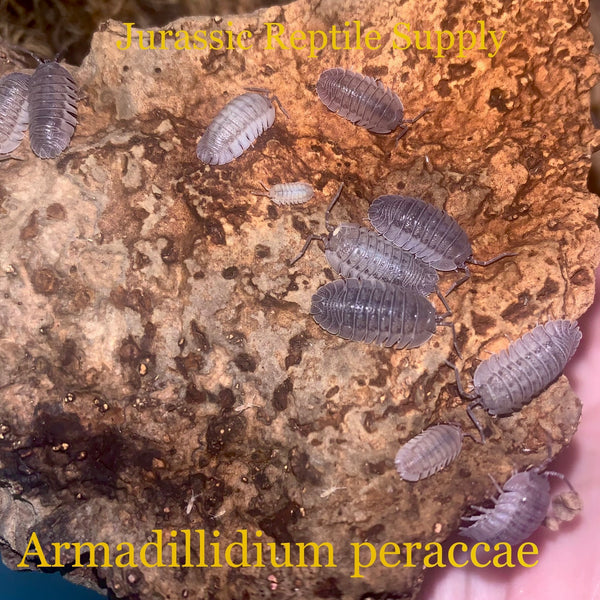 A. peraccae Isopods
