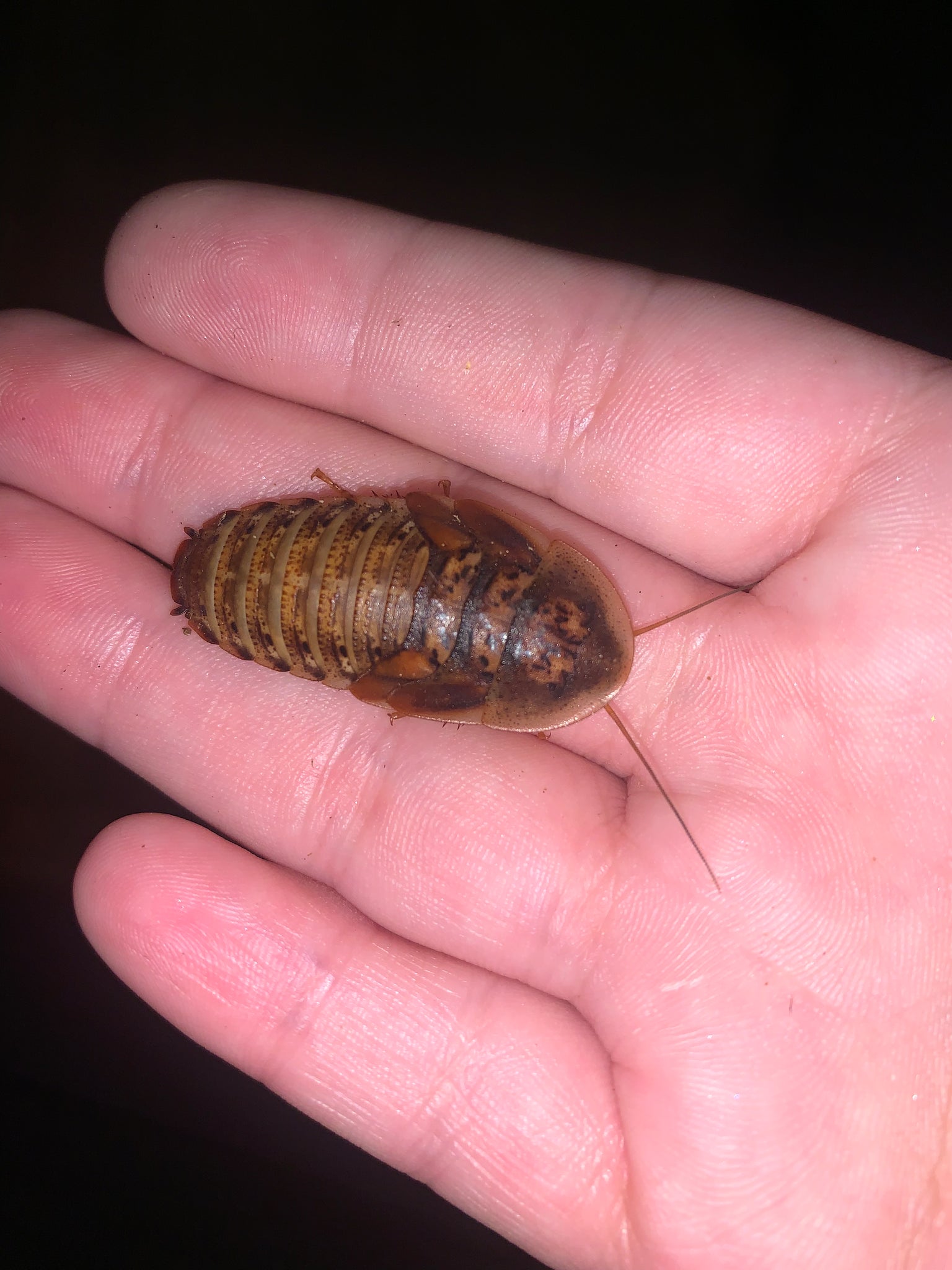 XL Dubia Roaches - 1 1/2' - 2""