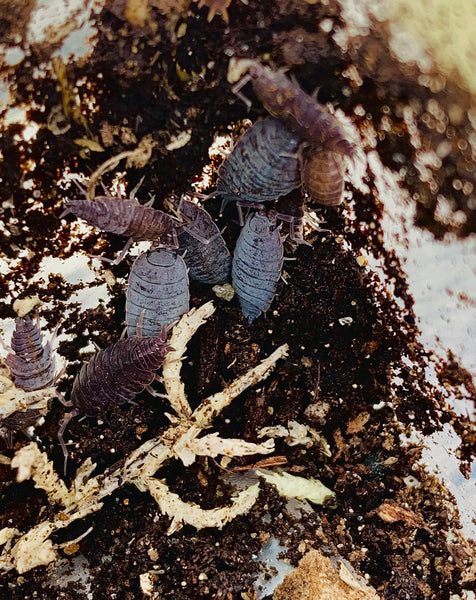 P. pruinosus “Powder Blue” Isopod Culture