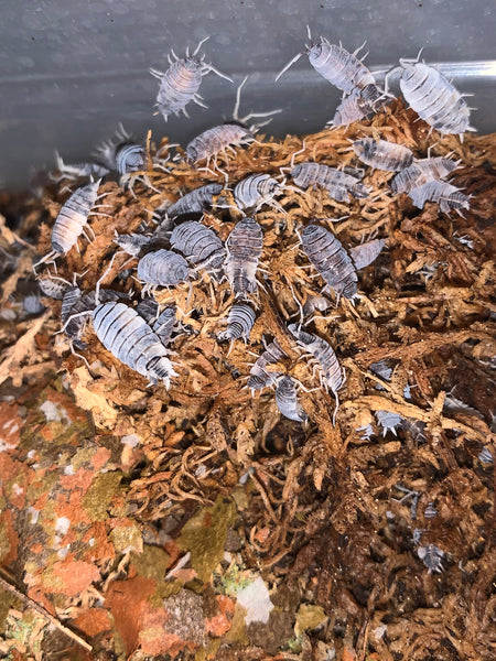 P. pruinosus “Oreo Crumble” Isopod Culture